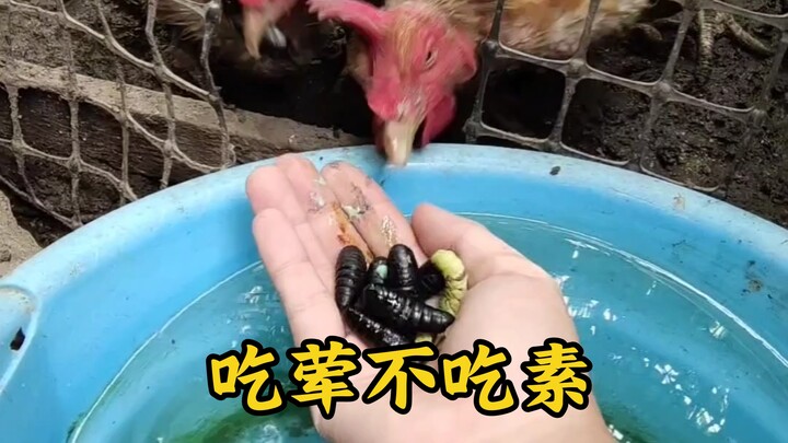 Ayam saya mulai pemilih makanan! Hanya mau makan daging, tidak mau makan sayur