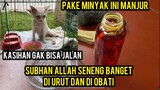 Mengobati Kucing Lumpuh Yang Menangis Di Jalanan  Karena Ketabrak..!