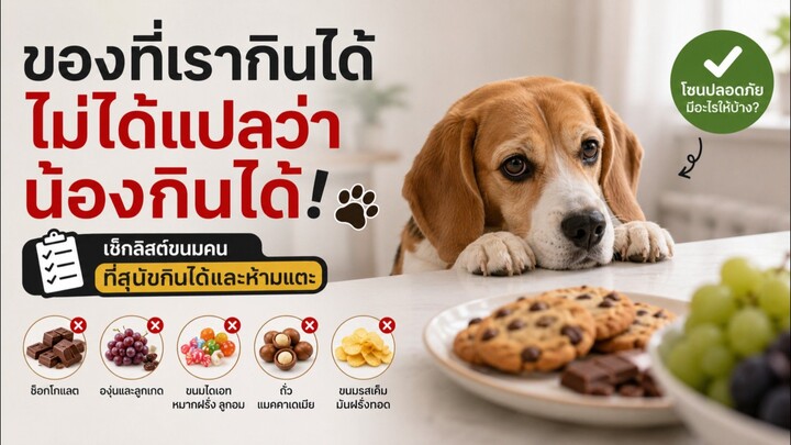 ของที่เรากินได้ ไม่ได้แปลว่าน้องกินได้: เช็กลิสต์ขนมคนแบบไหนที่สุนัขกินได้และห้ามแตะ