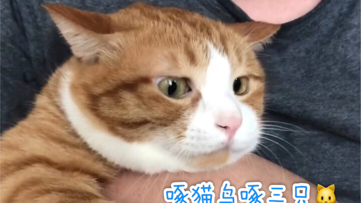 [Compilation] Three Little Kitties Take Turns Getting Pecked—It’s Not Easy Being a Cat in Our Home!