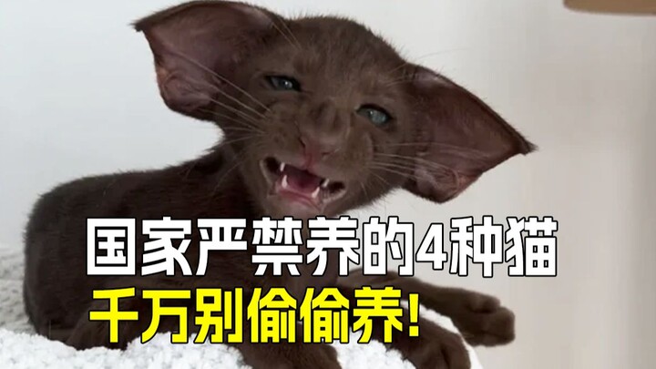 🐱 Four cat breeds banned in China—how many have you seen⁉️