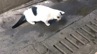 Kucing Luben saya tidak curang! Harus menembak