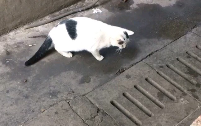 Kucing Luben saya tidak curang! Harus menembak