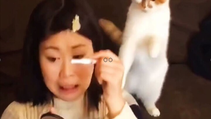 แมว: แต่งหน้าใช่ไหม! นัดเดทใช่ไหม! แฟนใช่ไหม!