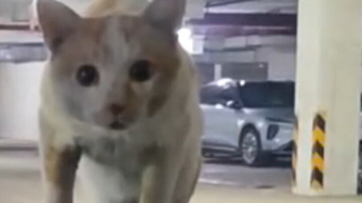 “Kucing kecil bingung kenapa lucu sekali”