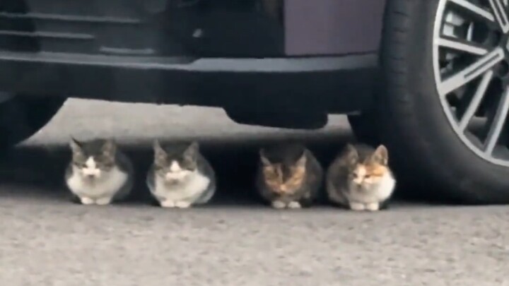 Cat: This is the cat parking area.