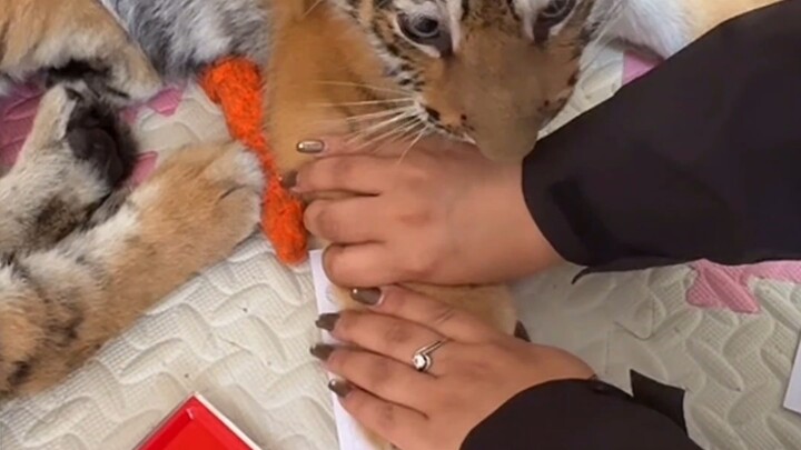 Tiger Forced to Work