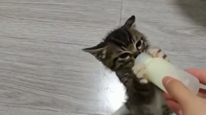 cat4