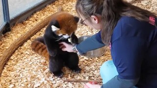 What You Don't Know about Animals