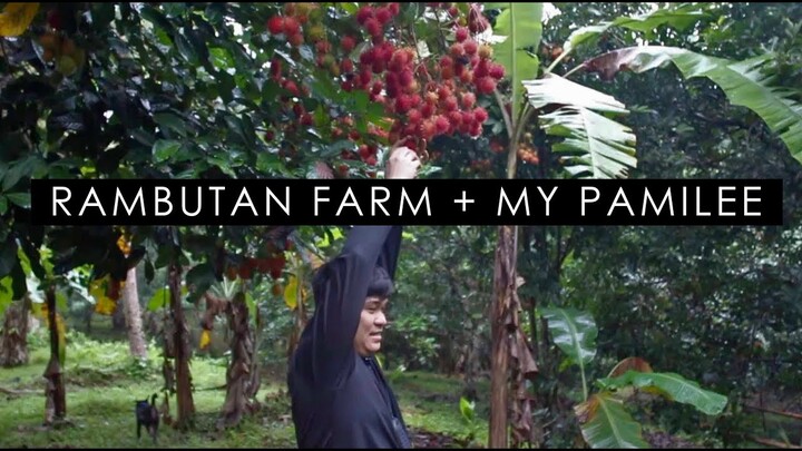 NAGCARLAN LAGUNA RAMBUTAN FARM TOUR + MY PAMILEE