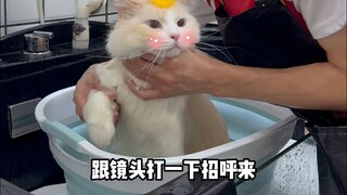 Flame-colored Ragdoll Cat Grooming