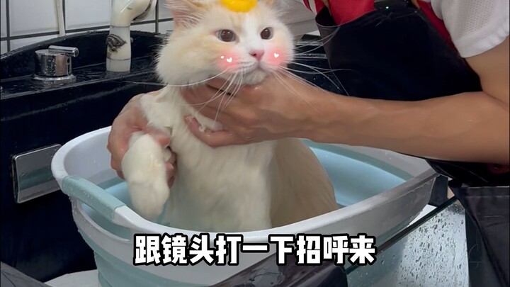 Chăm sóc và làm sạch mèo Ragdoll màu lửa