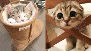 Best Kittens Videos - Am I So Cute Ep 2