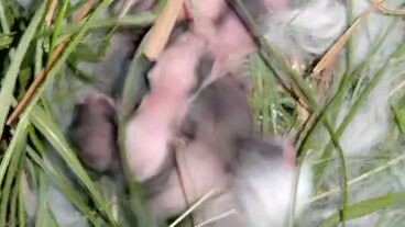 baby rabbits