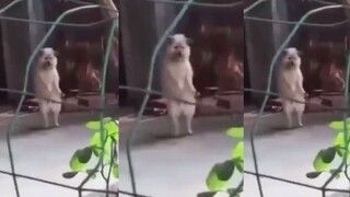 Anjing Bayangan