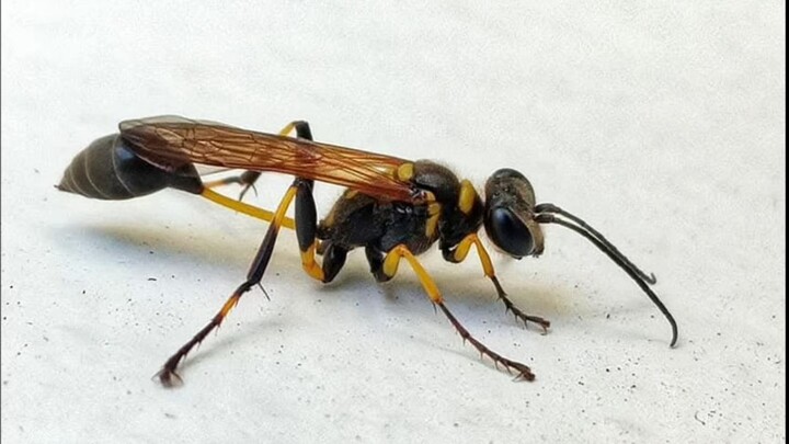 Wasp