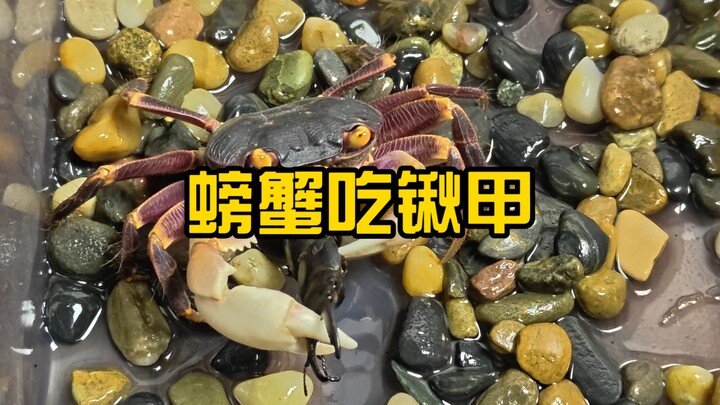 Crab eats stag beetle