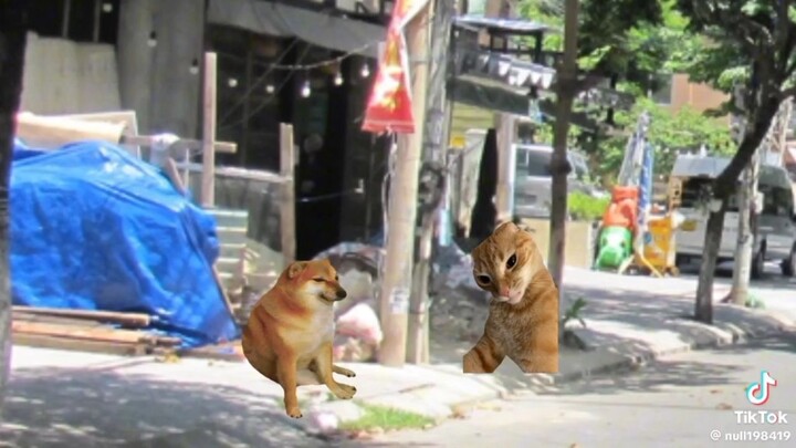 máy bữa nay con mèo nhà tôi nó lạ lắm ae