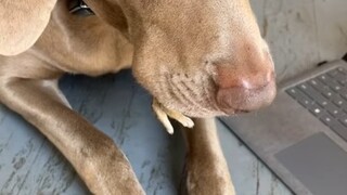 “妈妈，我只是想保护它，被冤枉我”
