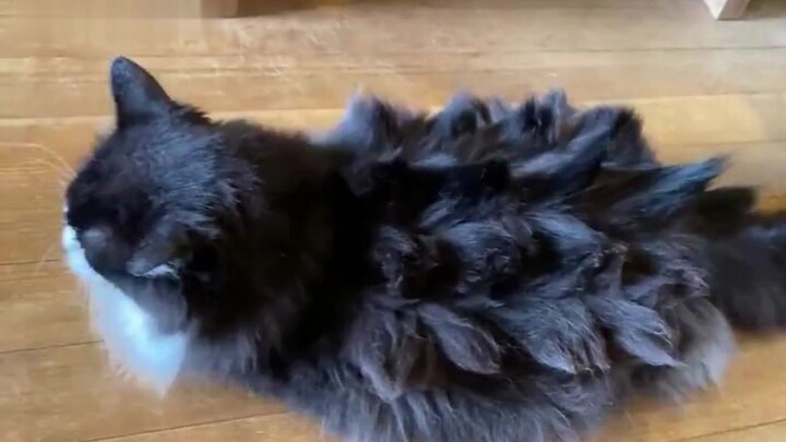Monster Meow!