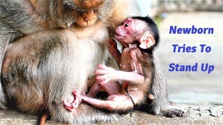 Ah Look Super!, Newborn Baby Tries To Stand Up When He Is Just One Day old