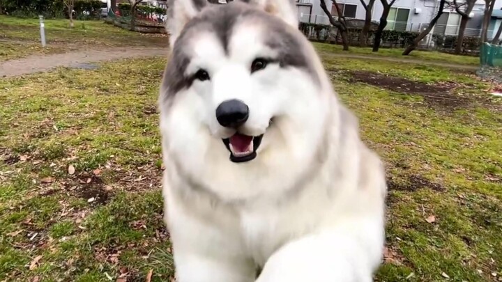 【Kostum hewan realistis dan simulasi】Bagaimana rasanya memelihara seekor husky yang gemuk bak babi.