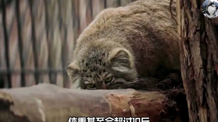 Chú mèo đáng yêu: Mèo Pallas