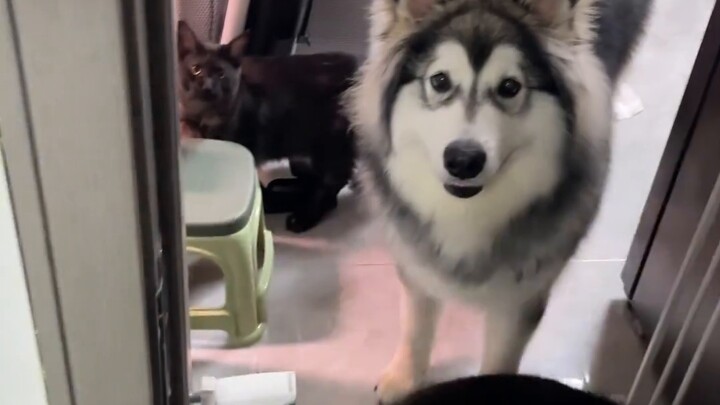 Alaga Erha có nghĩa là mất tất cả?