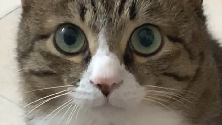 How long can you hold its gaze? By the end, who even cares anymore…