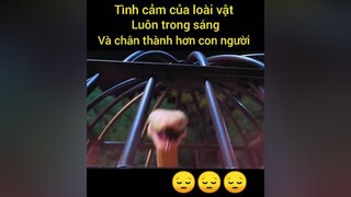 Tình yêu dành cho em là tình yêu thật sự, nhưng nỗi sợ hãi về em cũng là thật sự😔 phimtrungquoc phimcotrang phimhay TikTokSoiPhim hoangcongchinh