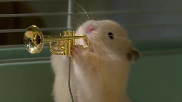 Hamster Jazz Band – There’s a surprise at the end!