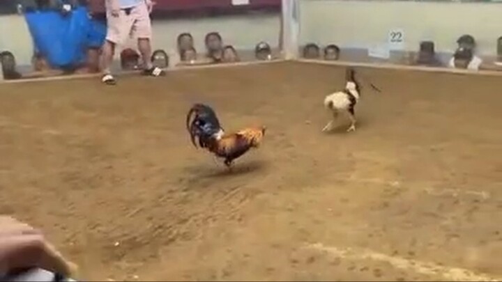 2nd Fight Super 2 Hits 🏆 New San Jose Cockpit Arena