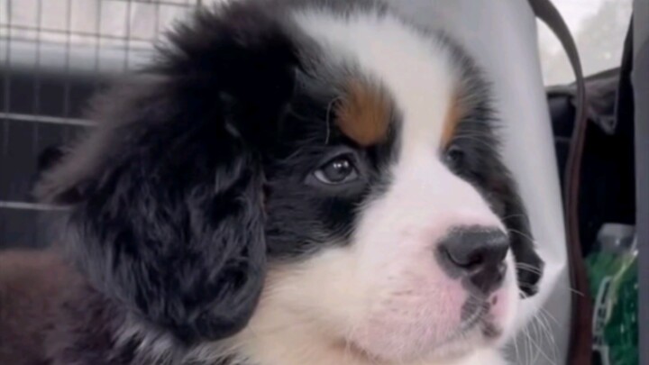 Những sở trường của Tiểu Bác: dễ thương, thân thiện, kéo xe…