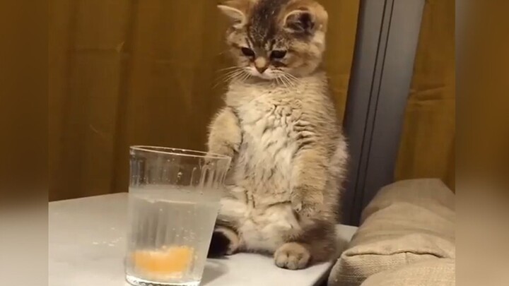How to attract a little kitten with just a glass of water?