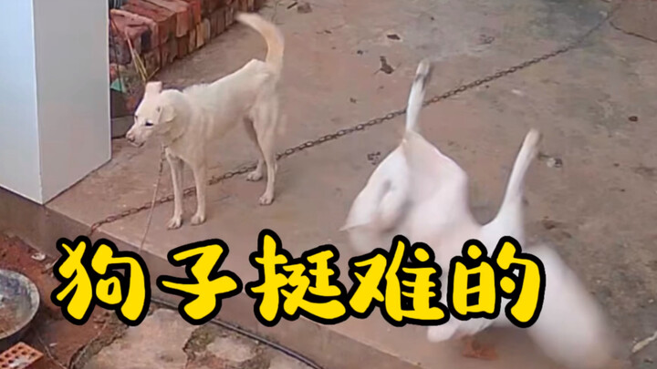 Cuối video, chú chó hẳn đã suy nghĩ rất nhiều.