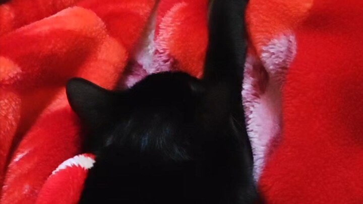 Meow Rules: Swift Meow – Yiji Forced to Boot Up