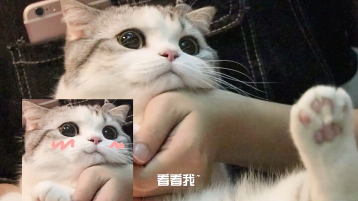 Câu chuyện về ba cô gái và một chú mèo 6 tuổi