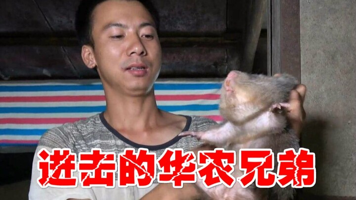 Mở Huanong Brothers theo cách Đại chiến Titan