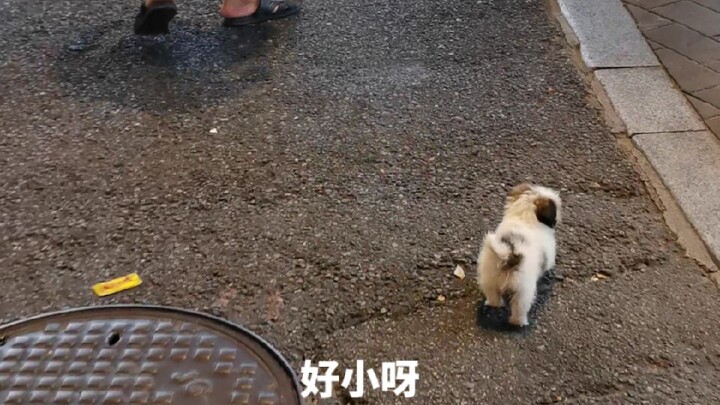 Kakak terus-menerus menoleh ke belakang melihat si kecil—masih belum jelas juga siapa yang dia waspa