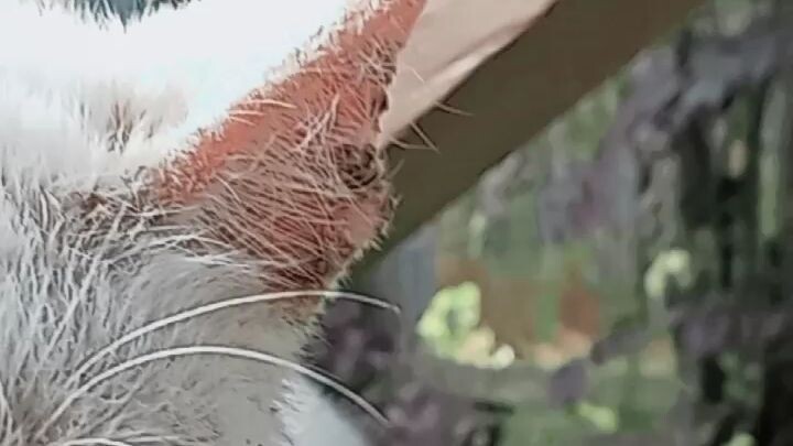 Spesies yg langkah