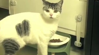 The cat is shocking when the owner is singing😄