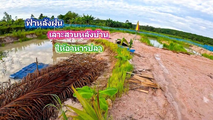 ฟ้าหลังฝน เลาะสวนหลังฝนตก ให้อาหารปลา