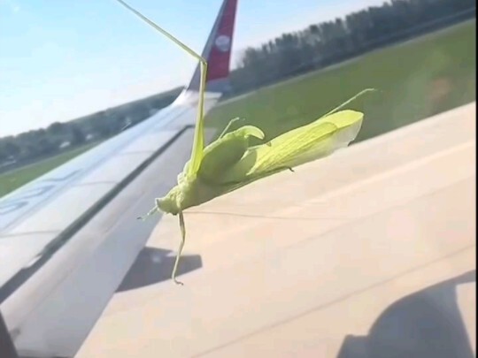 A prawn trying to hitch a ride on an airplane