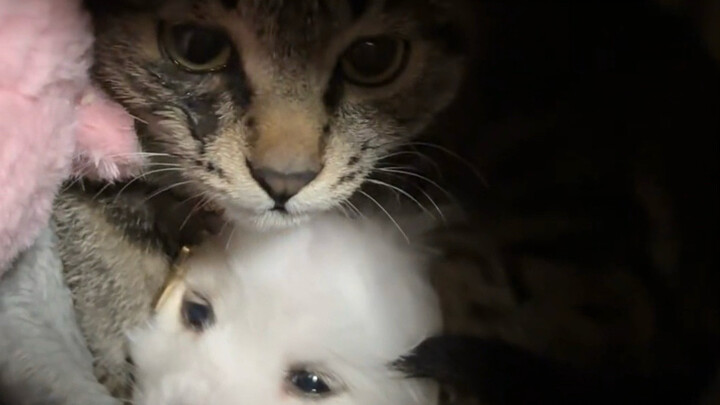 Anak kucing kecil tidur dengan anak anjing kecil