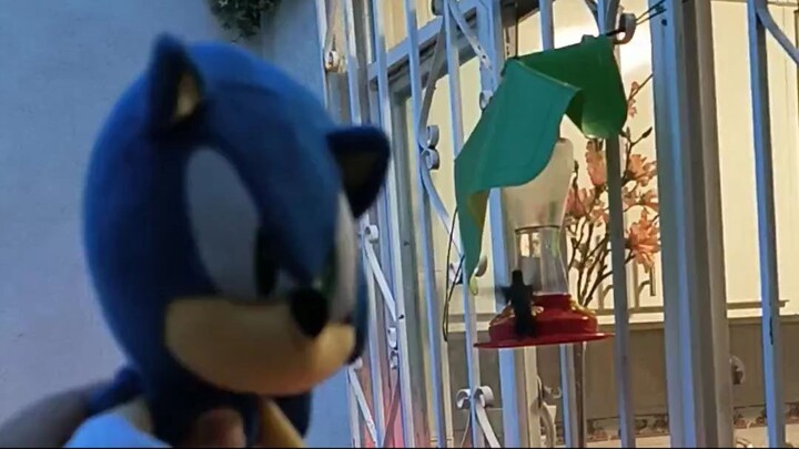 Sonic saw hummingbird ❤️