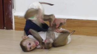Baby Monkey Maku And Little Maki Enjoy Play Every Day | Maki And Maku Happy With Family