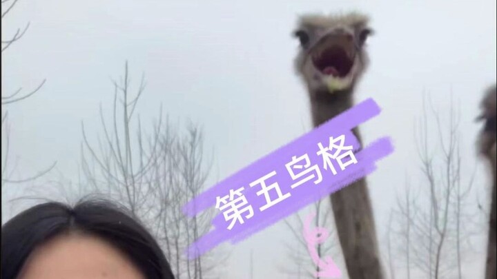 Don't come to my livestream to ask about the fifth personality anymore, we only have the bird person