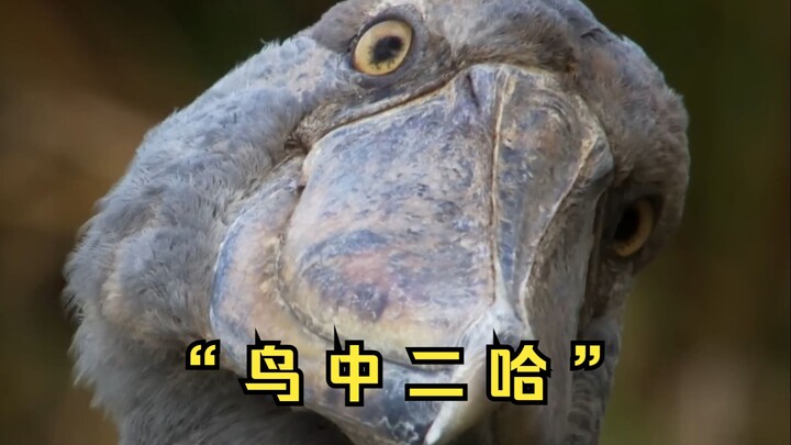 นกจอมซ่าแห่งท้องฟ้า — นกกระสาหัววาฬ