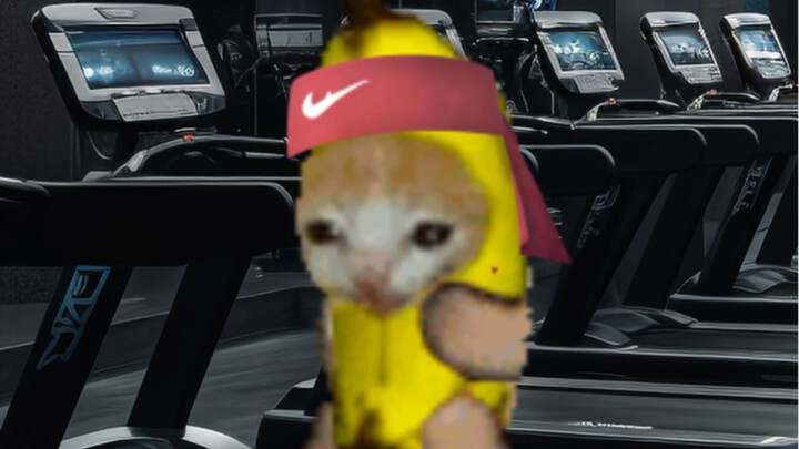 Hành trình lội ngược dòng của chú mèo chuối