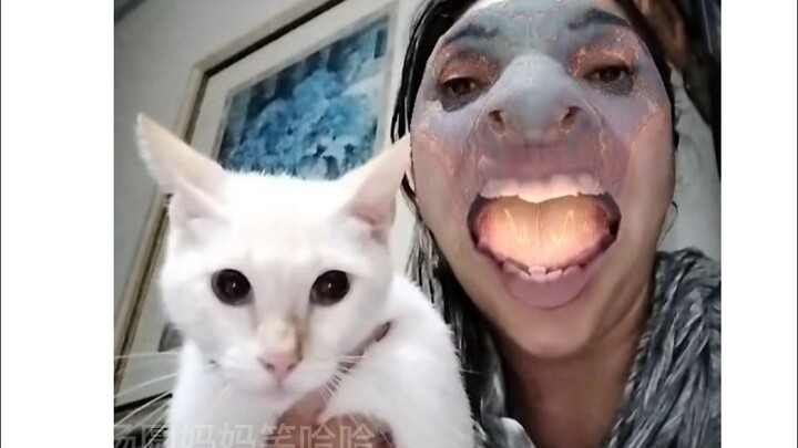 Kucing: Kamu benar-benar kelewat anjing!